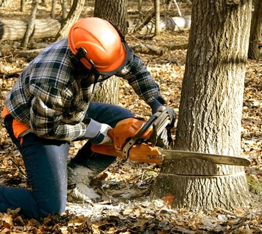 Tree Removal in Pennock, MN